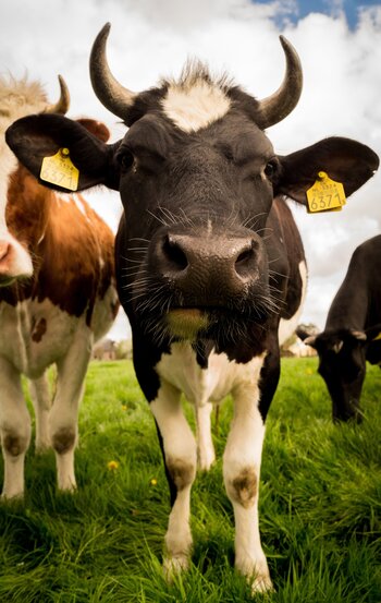clickerhappy-cow-384628