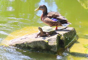 Ahnepark5