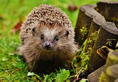 Igel_im_Garten