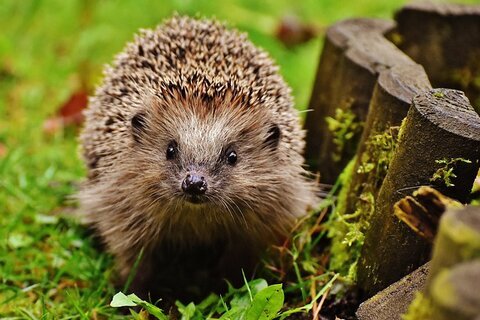 Igel_im_Garten