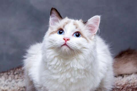 Katzenfoto